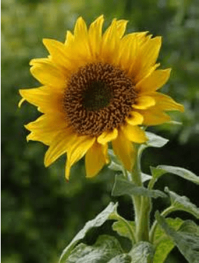 صورة زهرة دوار شمس أصلية