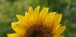 تم قص صورة زهرة دوار الشمس إلى حجم 200x100
