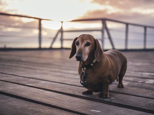 Photograph of a dog.