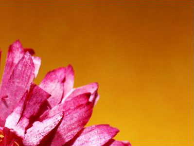 ViewBox Stretch None