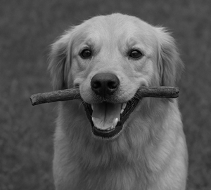 Fotografi af en hund.