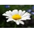 Bildanalyse: Miniaturbild Flower