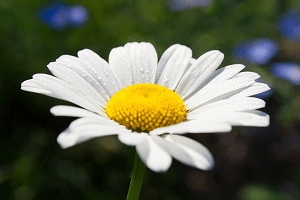 Eine weiße Blume vor einem grünen Hintergrund