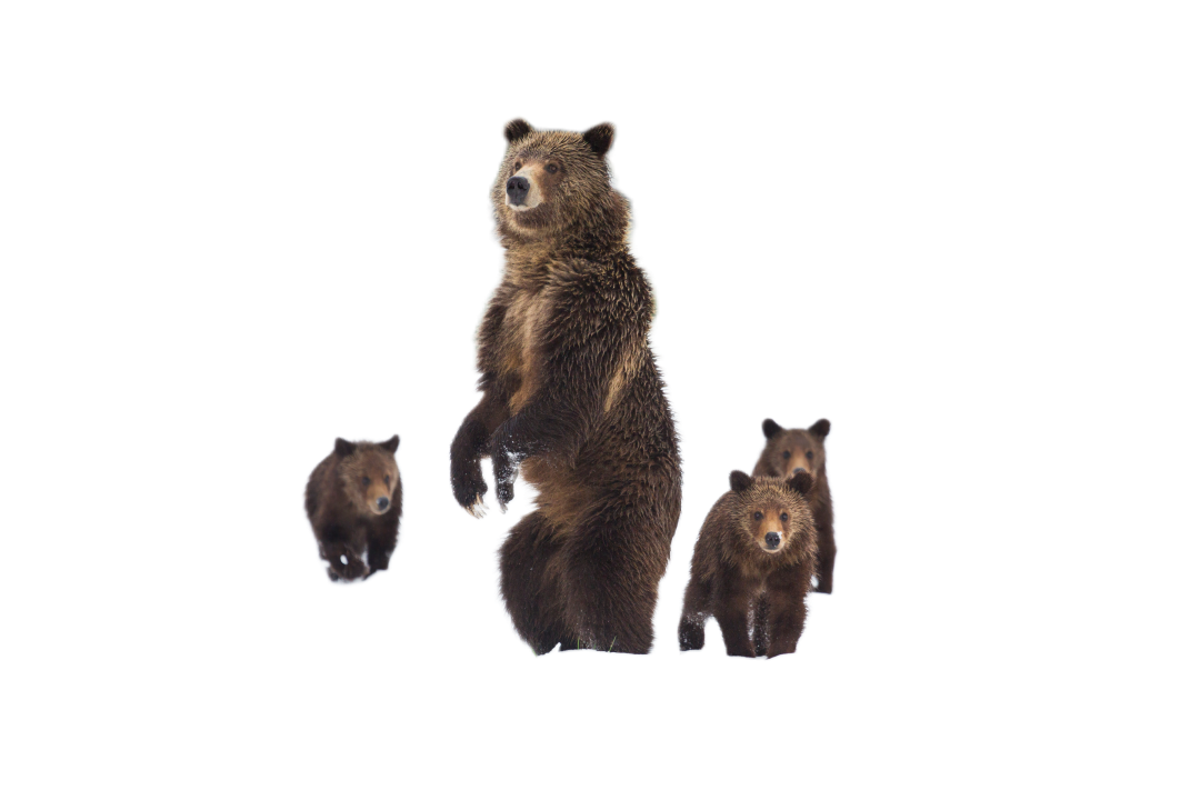 Foto einer Gruppe von Bären im Wald, der Hintergrund ist transparent.