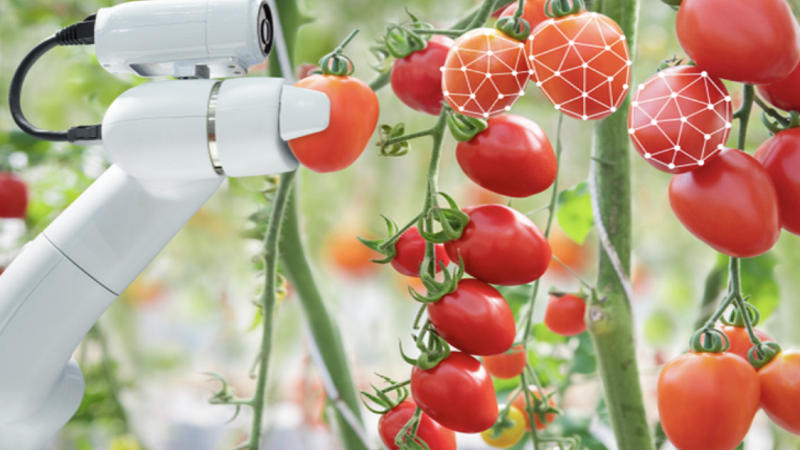 Foto einer Roboterhand, die Tomaten pflückt.