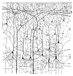 Diagram showing a section of neurons and synapses.