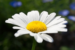 A white flower with a green background