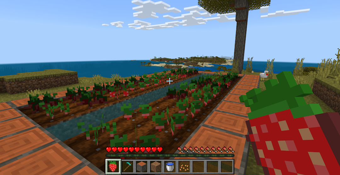Strawberry farm with some rotten strawberries