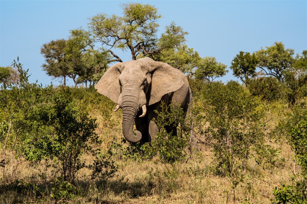 An elephant in a grassland.