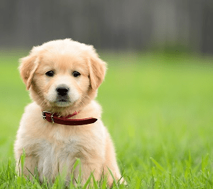 A puppy sitting in a grassy field