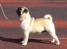 Profile view of standing pug