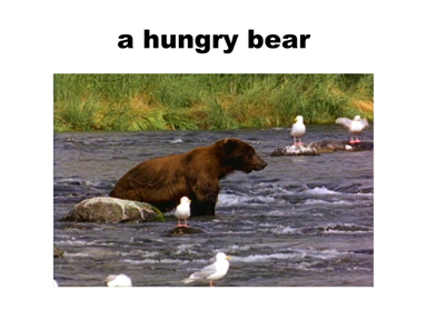 A hungry bear