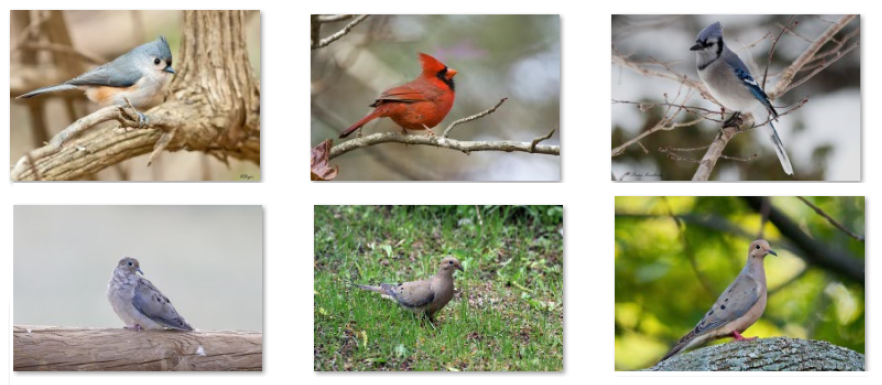 Panel of six photos of birds.