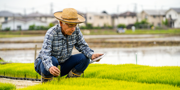 An older gentlemen sits in a field of grass as he measures grass height and looks at a tablet.