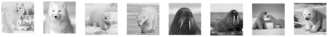 Two photos of Arctic foxes, four photos of polar bears, and two photos of walruses.