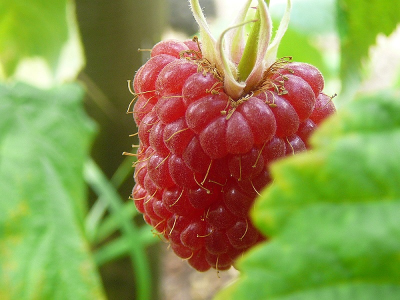Photo of a raspberry.