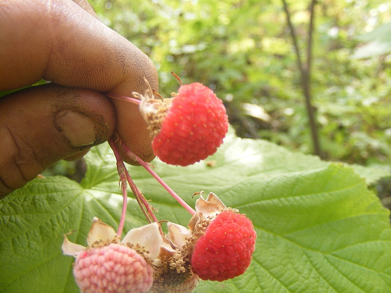 Photo of a hand holding a thimbleberry.