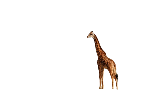 A screenshot of the way Image Analysis 4.0 can remove the background of an image of a giraffe.