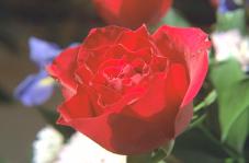 image1.jpg (5770 bytes)