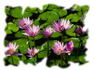 wcpsdk_graphicsmm_brushes_imageasopacitymasksingle Un objeto con una máscara de opacidad ImageBrush