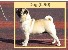 Vista de perfil de pug permanente con rectángulo de selección y etiqueta de perro