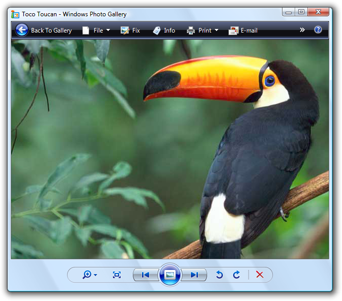 screen shot of bird in windows photo gallery 