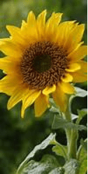 Imagen de girasol recortada a 100 x 200