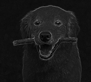 Photographie d’un chien avec un filtre Laplace appliqué.