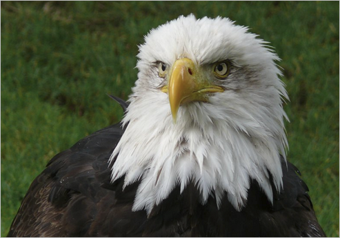 Carte adaptative d’affichage uniquement.