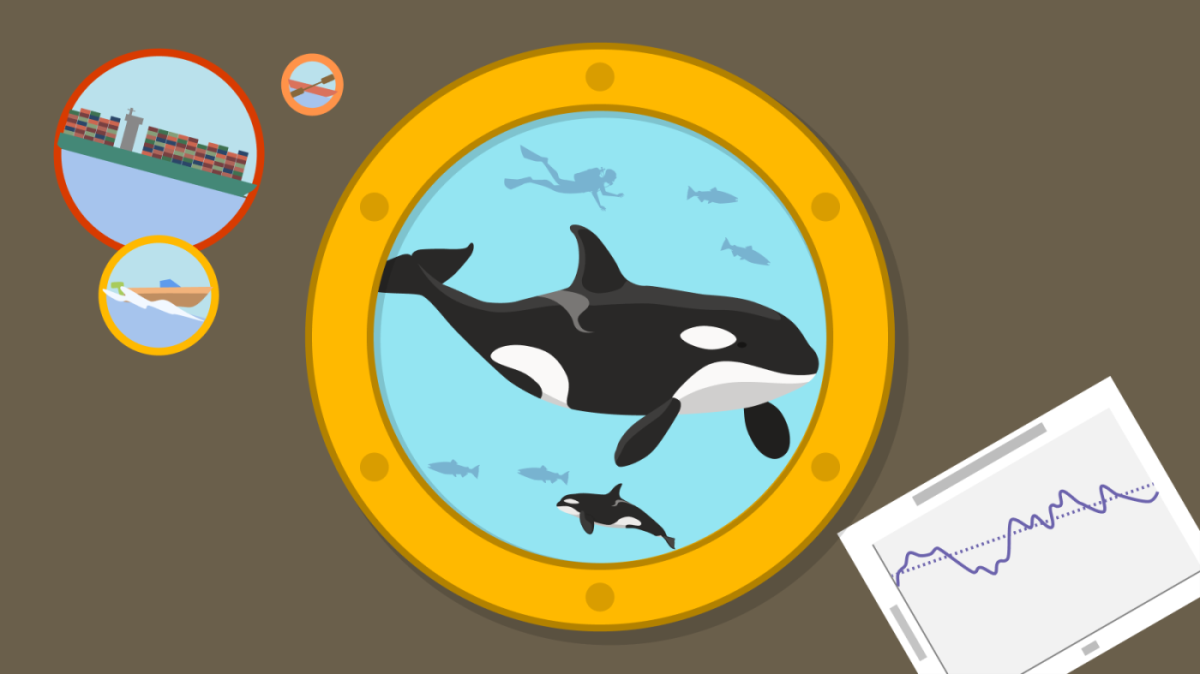 Illustration d'une baleine orque à travers un hublot avec des images de bruit de bateau et un graphique montrant le déclin de la population au fil du temps