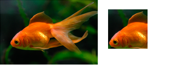 illustrazione di una bitmap di pesci d'oro prima e dopo il ritaglio della bitmap