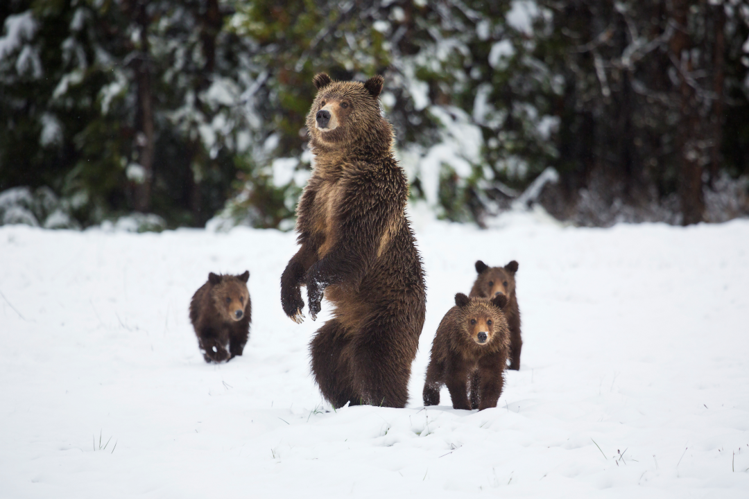 森の中のクマの群れの写真。