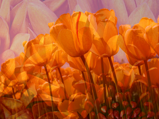 obraz po przekształceniu.