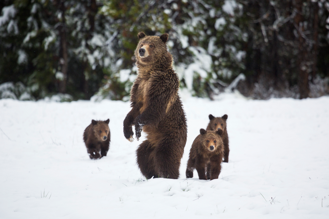 Foto de um grupo de ursos na floresta.