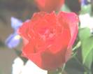 image3-2.jpg (2579 bytes)