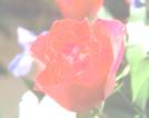 image3-3.jpg (2330 bytes)