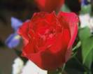 image3-4.jpg (2727 bytes)