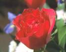 image5-2.jpg (2729 bytes)