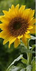Sunflower image cropped to 100x200