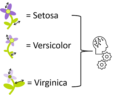 Diagram that shows a classification model with flower measurements as features and species as classes.