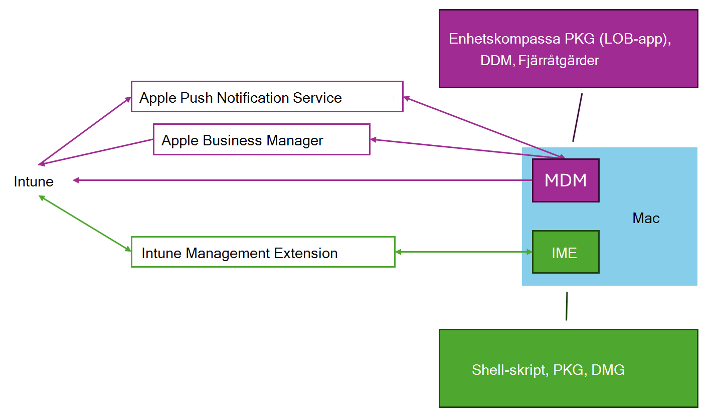 Ett diagram som visar hur macOS MDM och Intune Managemnt-tillägget fungerar tillsammans för att stödja hantering av macOS-enheter med Microsoft Intune