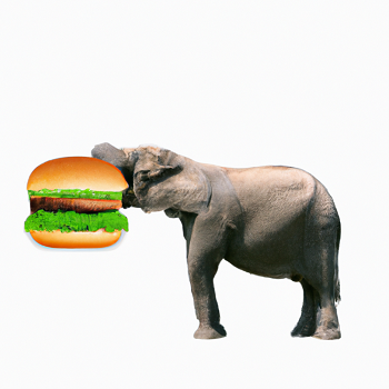 Illustration of an elephant eating a burger.