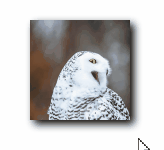 Image with popped shadow on hover