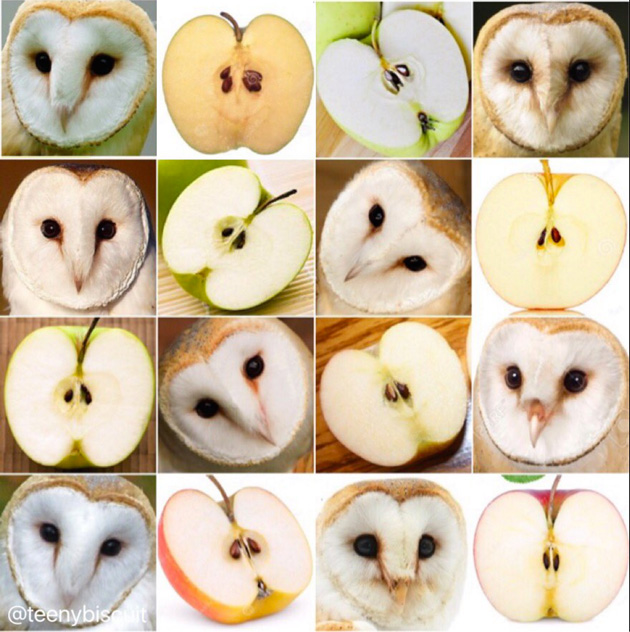 Barn owl or apple?